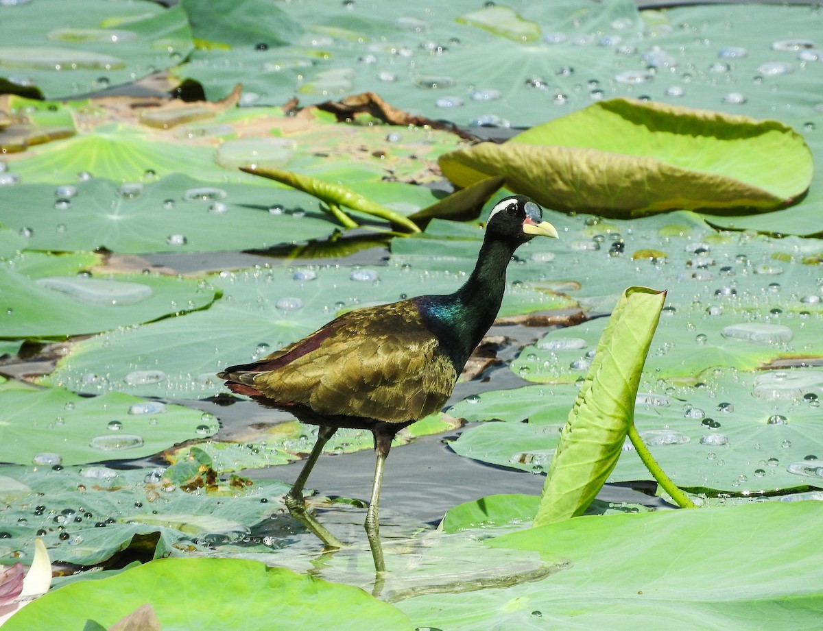 Bronze-winged Jacana - ML466978811