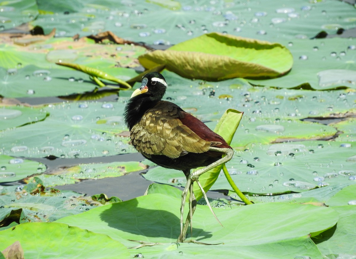 Bronze-winged Jacana - ML466978841