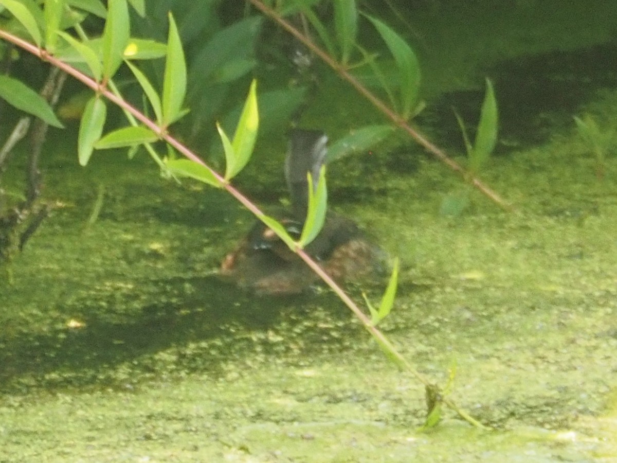 Wood Duck - ML466979391