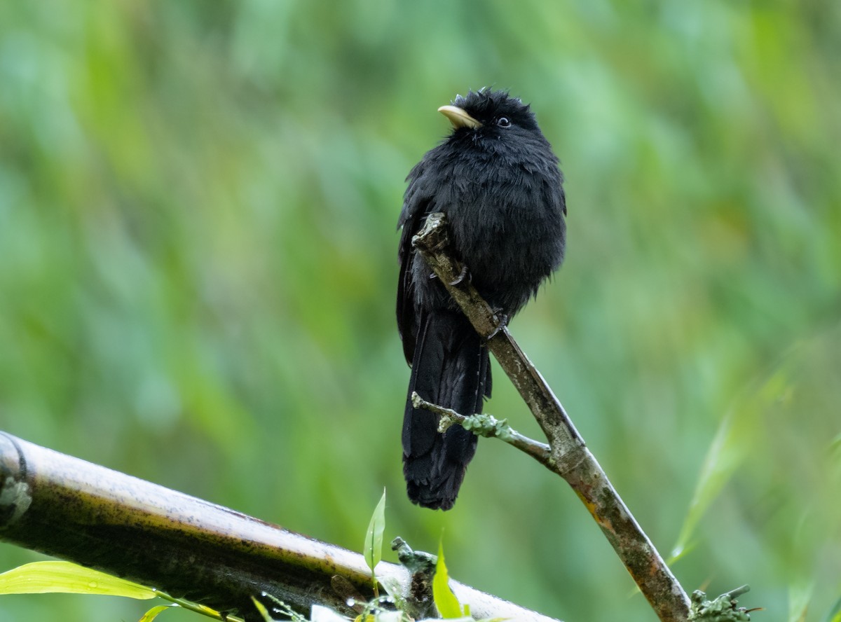 Yellow-billed Nunbird - Alex Luna