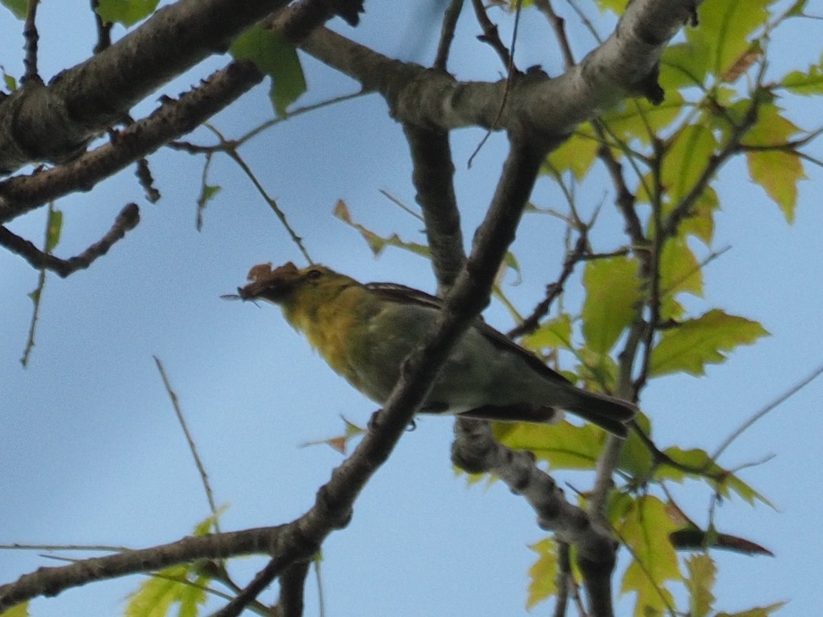 Vireo Gorjiamarillo - ML466979501