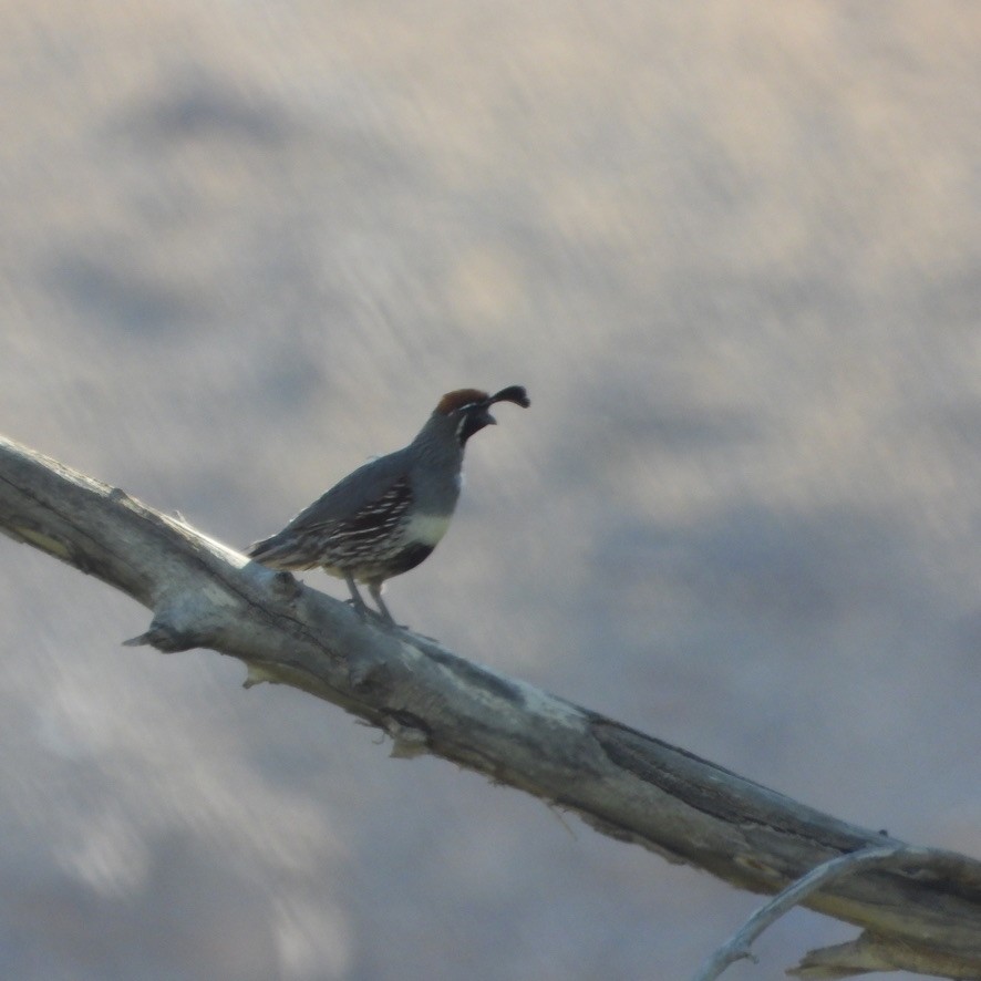 Gambel's Quail - ML466980011