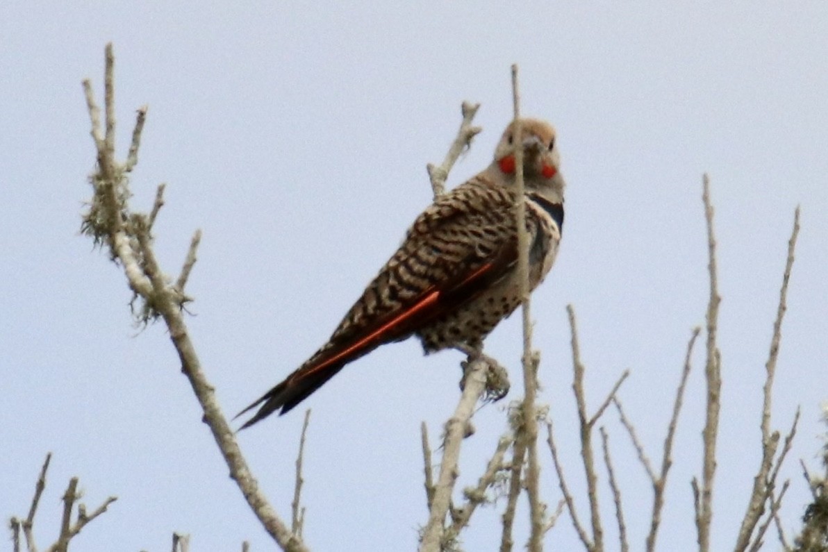 Northern Flicker - ML466981201