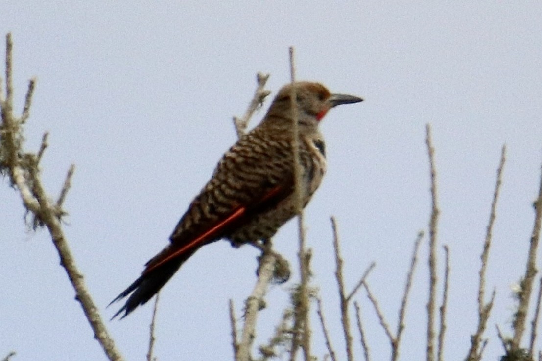 Northern Flicker - ML466981211