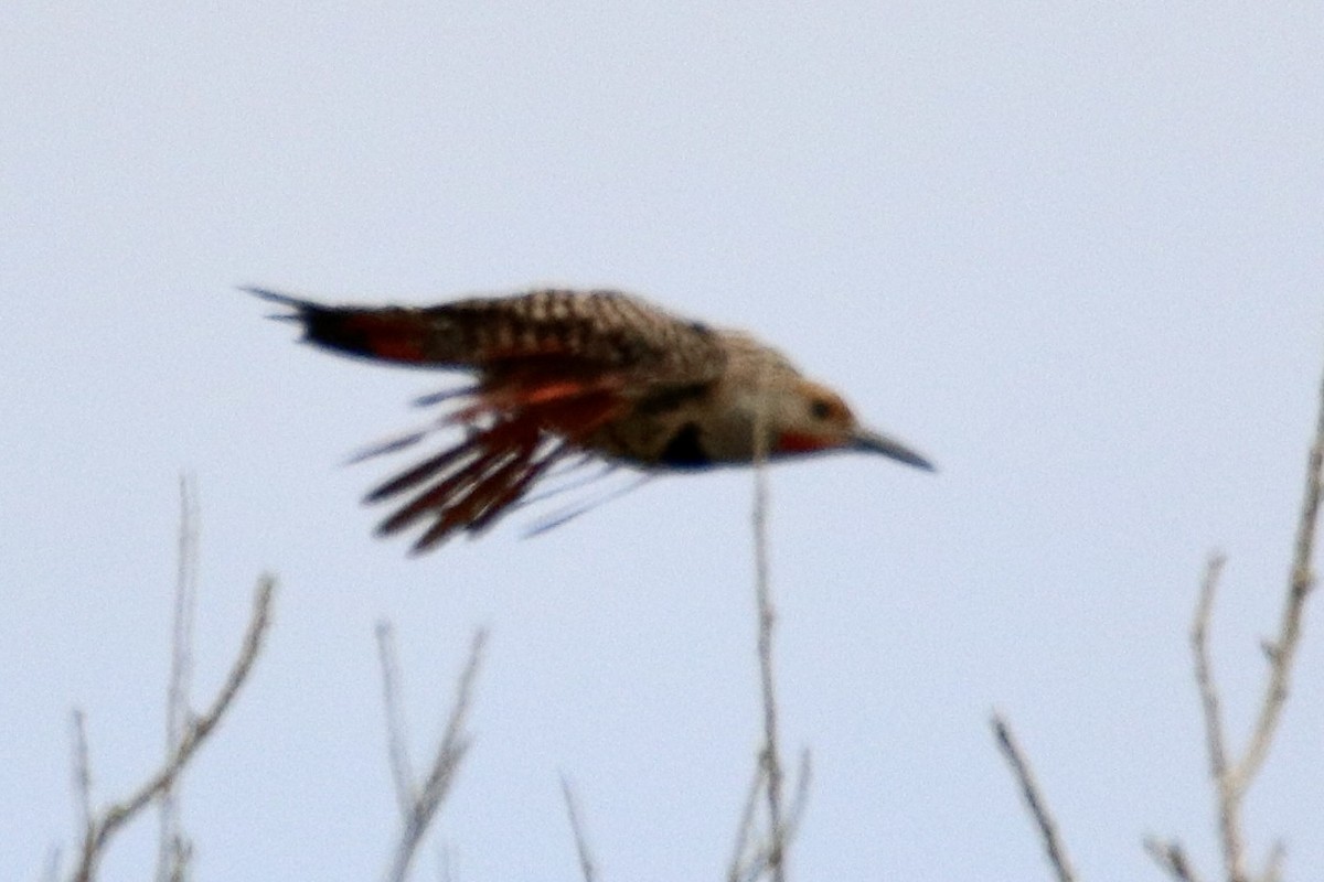 Northern Flicker - ML466981221