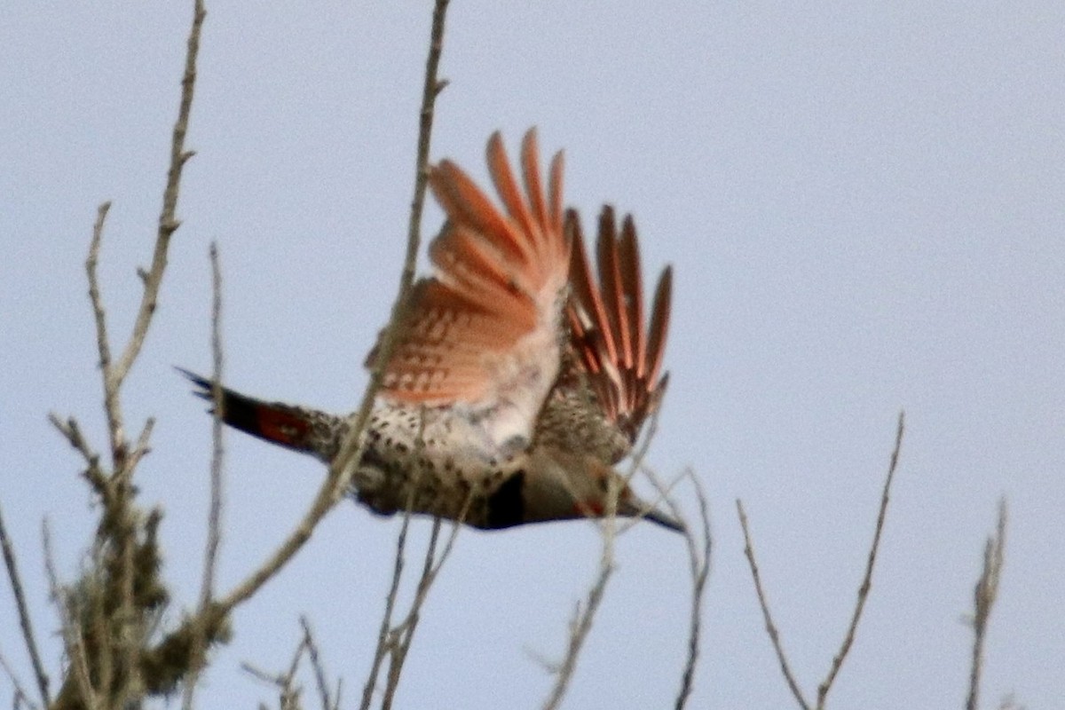 Northern Flicker - ML466981271