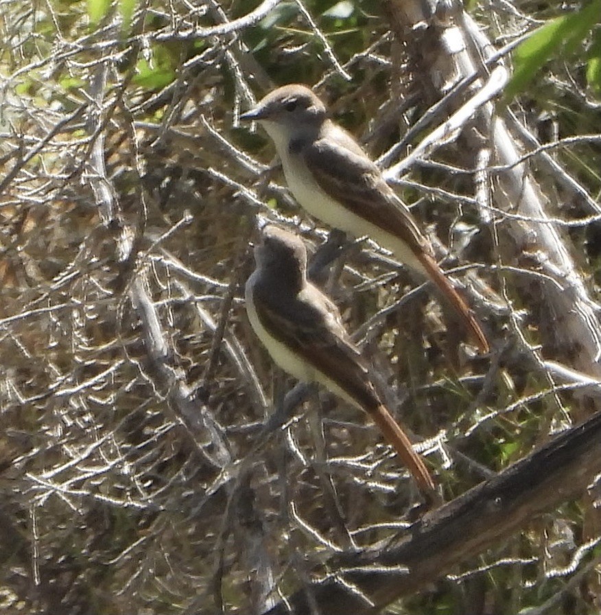 Ash-throated Flycatcher - ML466981851