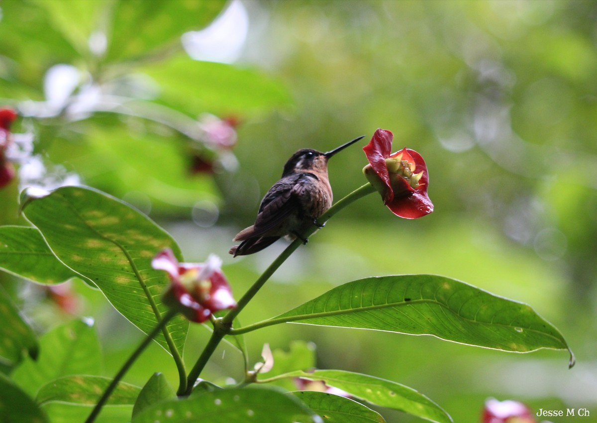 Magenta-throated Woodstar - ML466981901