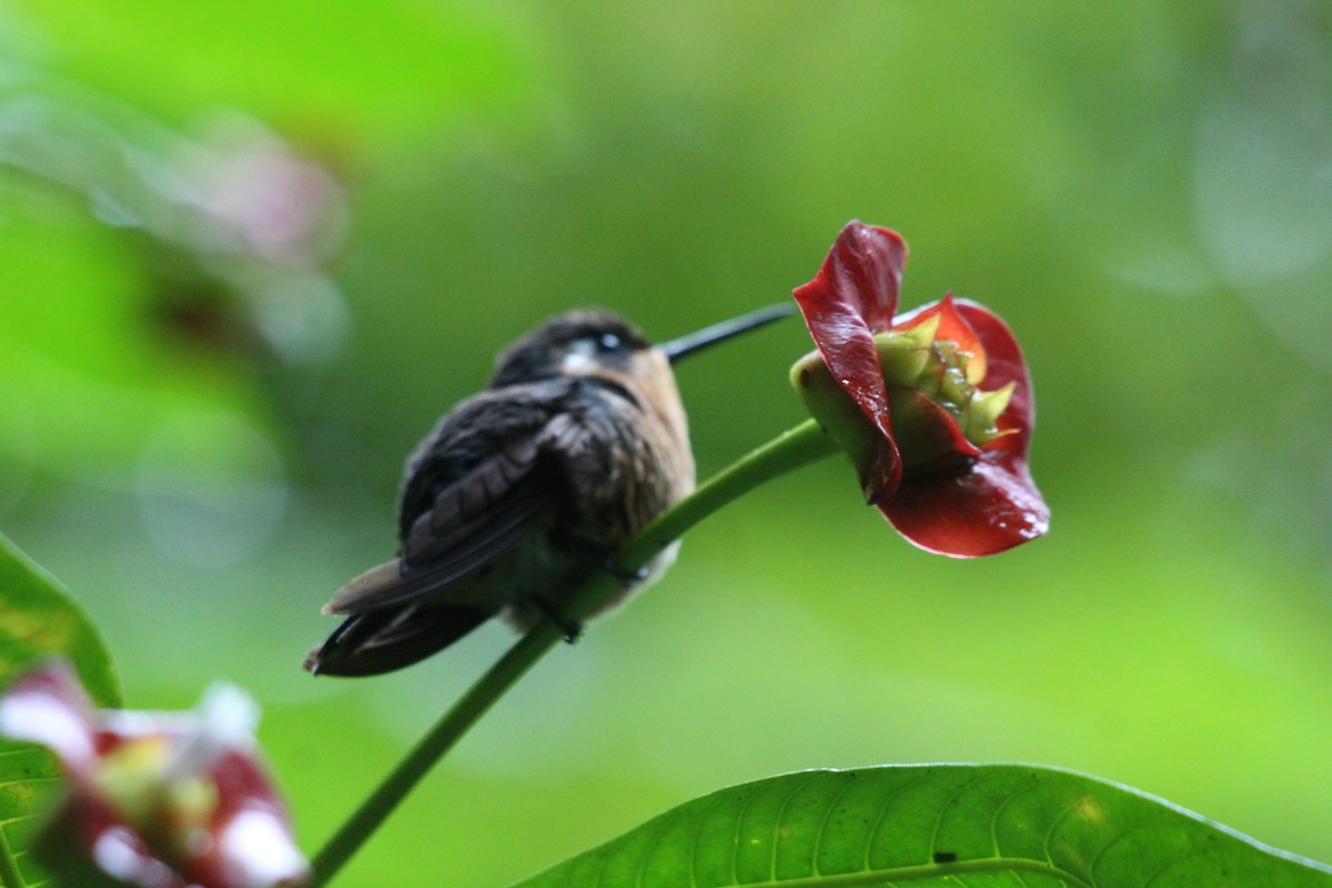 Magenta-throated Woodstar - ML466981921