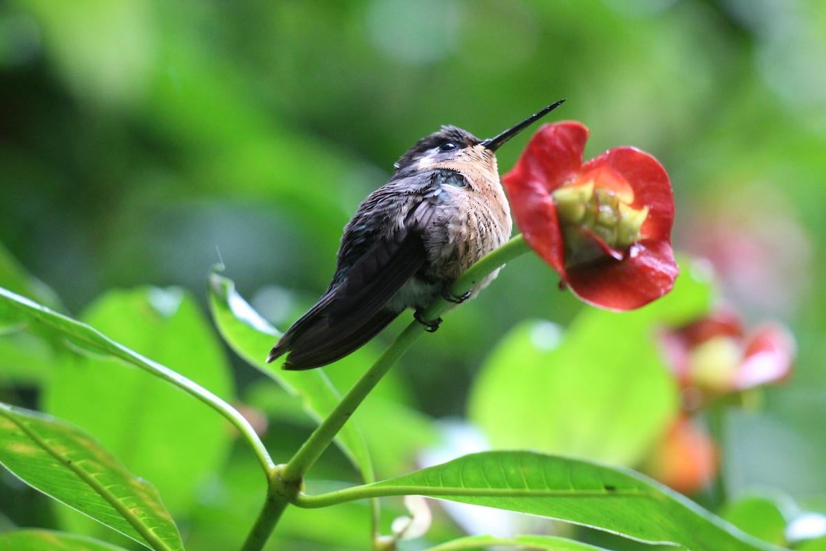 Magenta-throated Woodstar - ML466981931