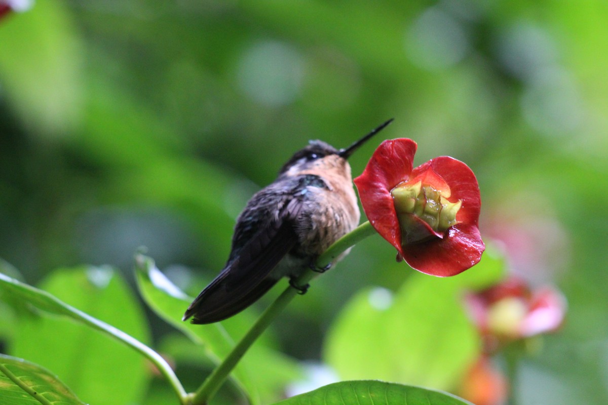 Magenta-throated Woodstar - ML466981941