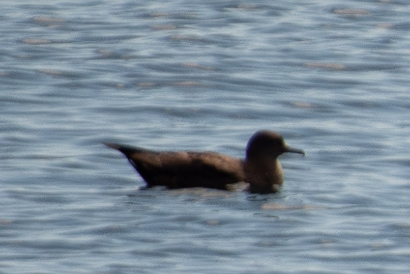 Sooty Shearwater - ML466982161