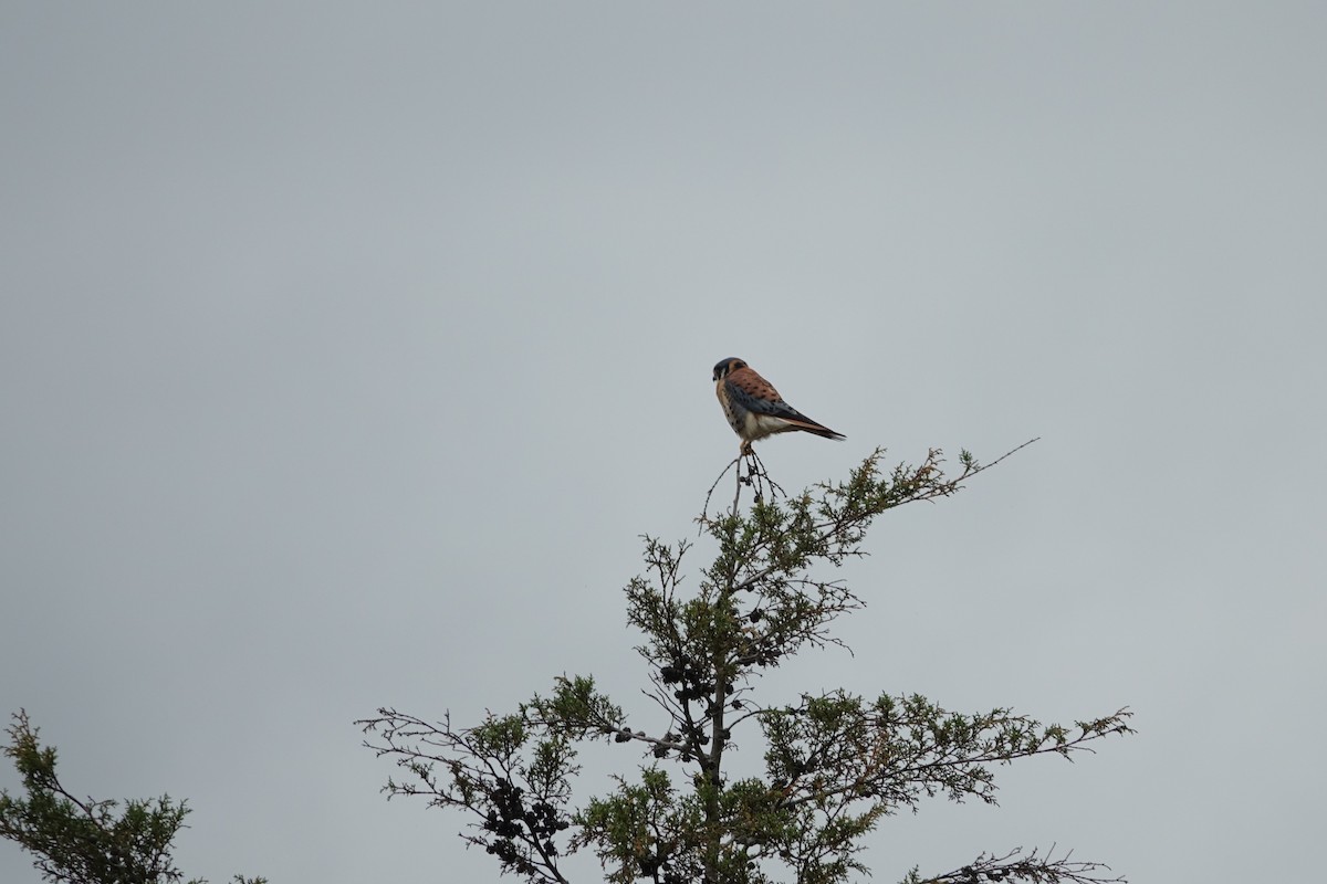 American Kestrel - Daniel Pacheco Osorio