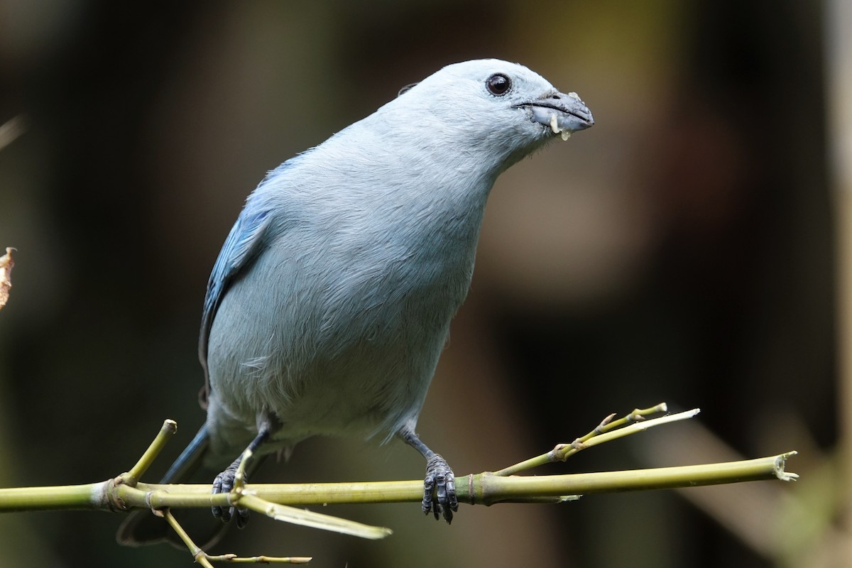 Blue-gray Tanager - ML466984141