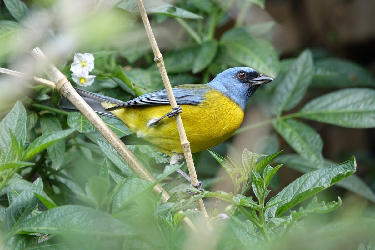 Blue-and-yellow Tanager - Daniel Pacheco Osorio