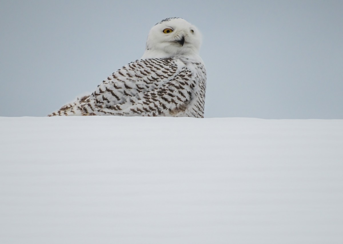 Snowy Owl - ML466984301
