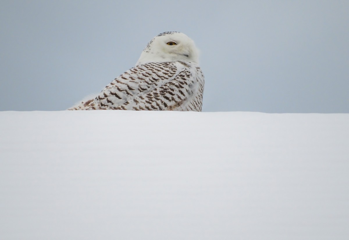 Snowy Owl - ML466984441