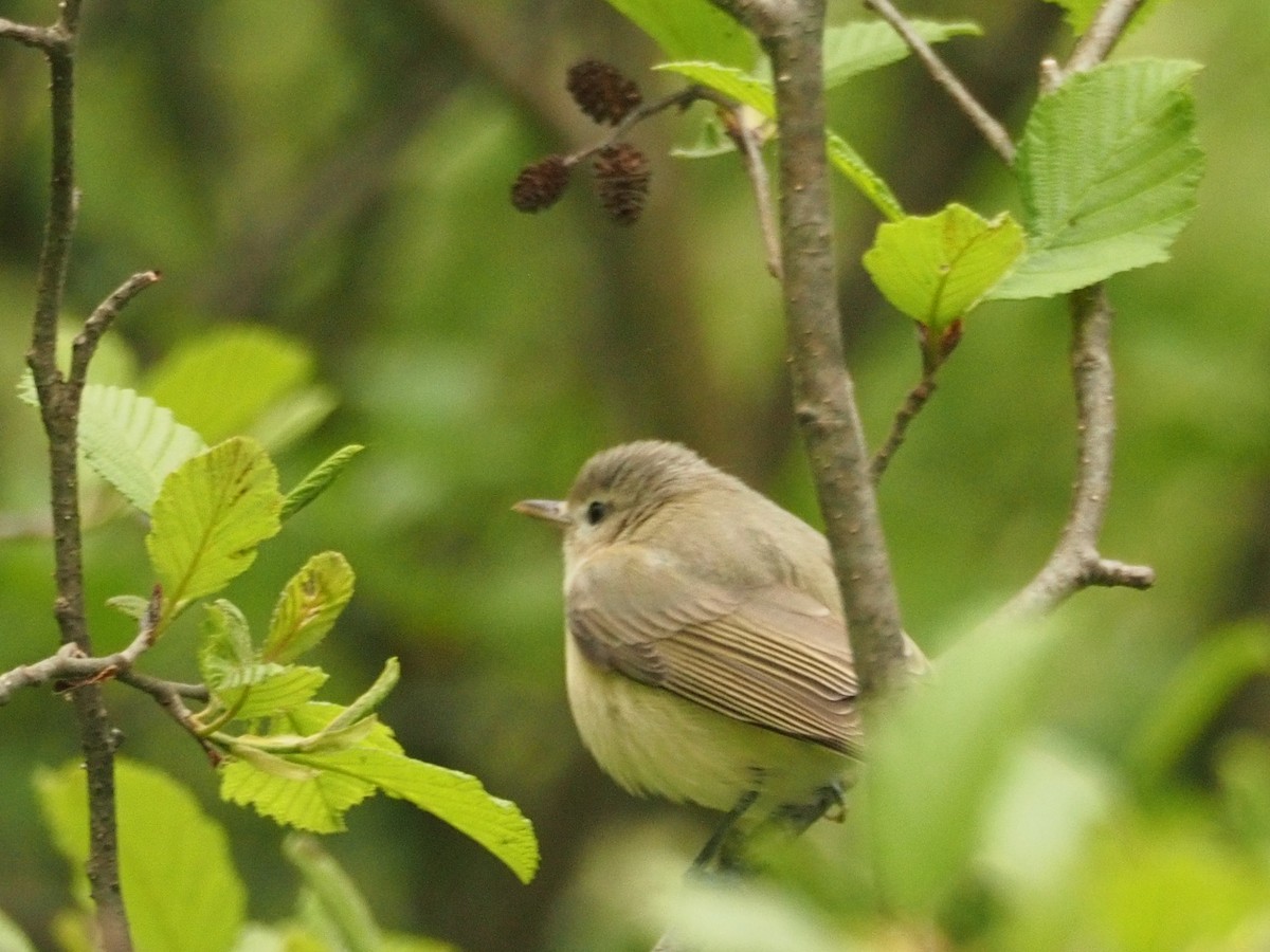 Warbling Vireo - ML466986381