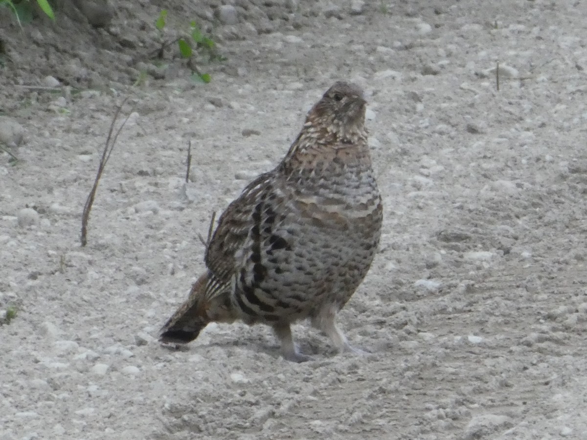 Ruffed Grouse - ML466987941