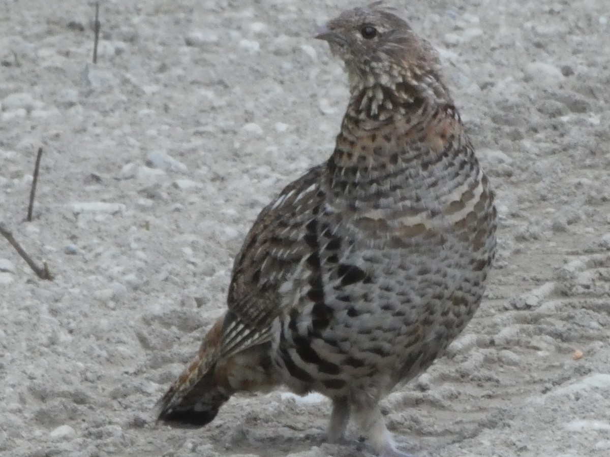 Ruffed Grouse - T A