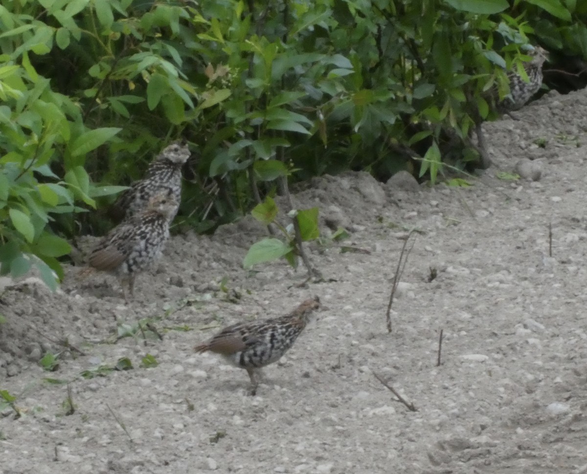 Ruffed Grouse - T A