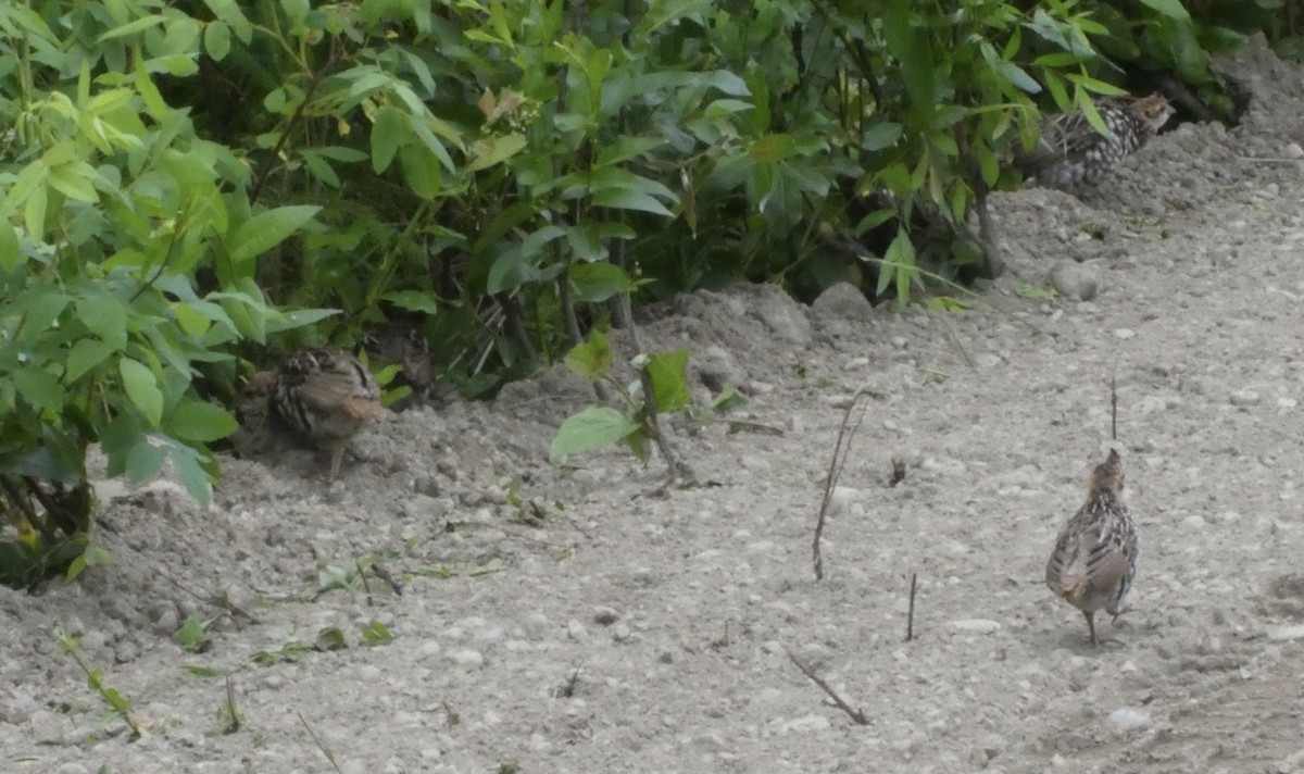 Ruffed Grouse - ML466988341