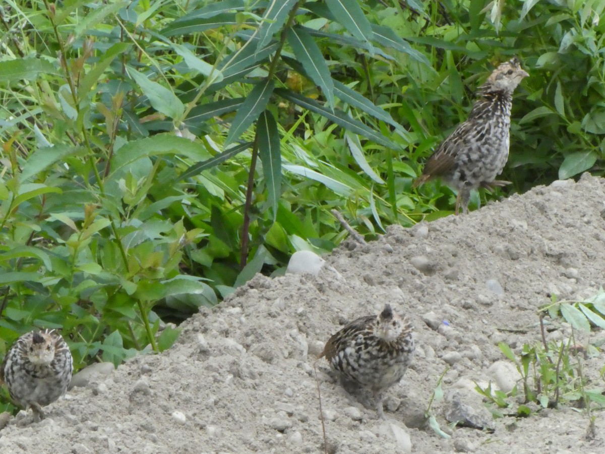 Ruffed Grouse - ML466988371