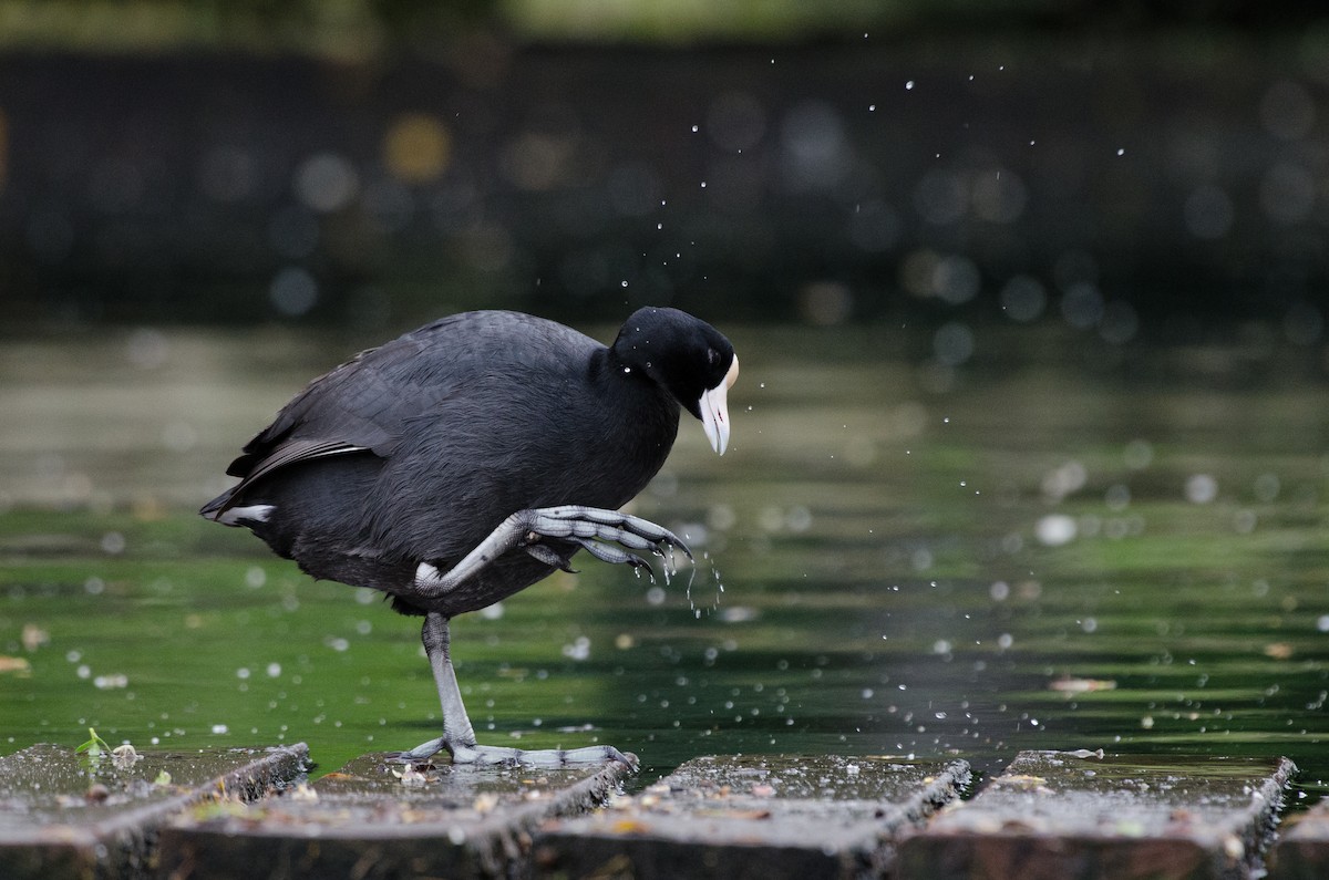 Hawaiian Coot - ML466989661