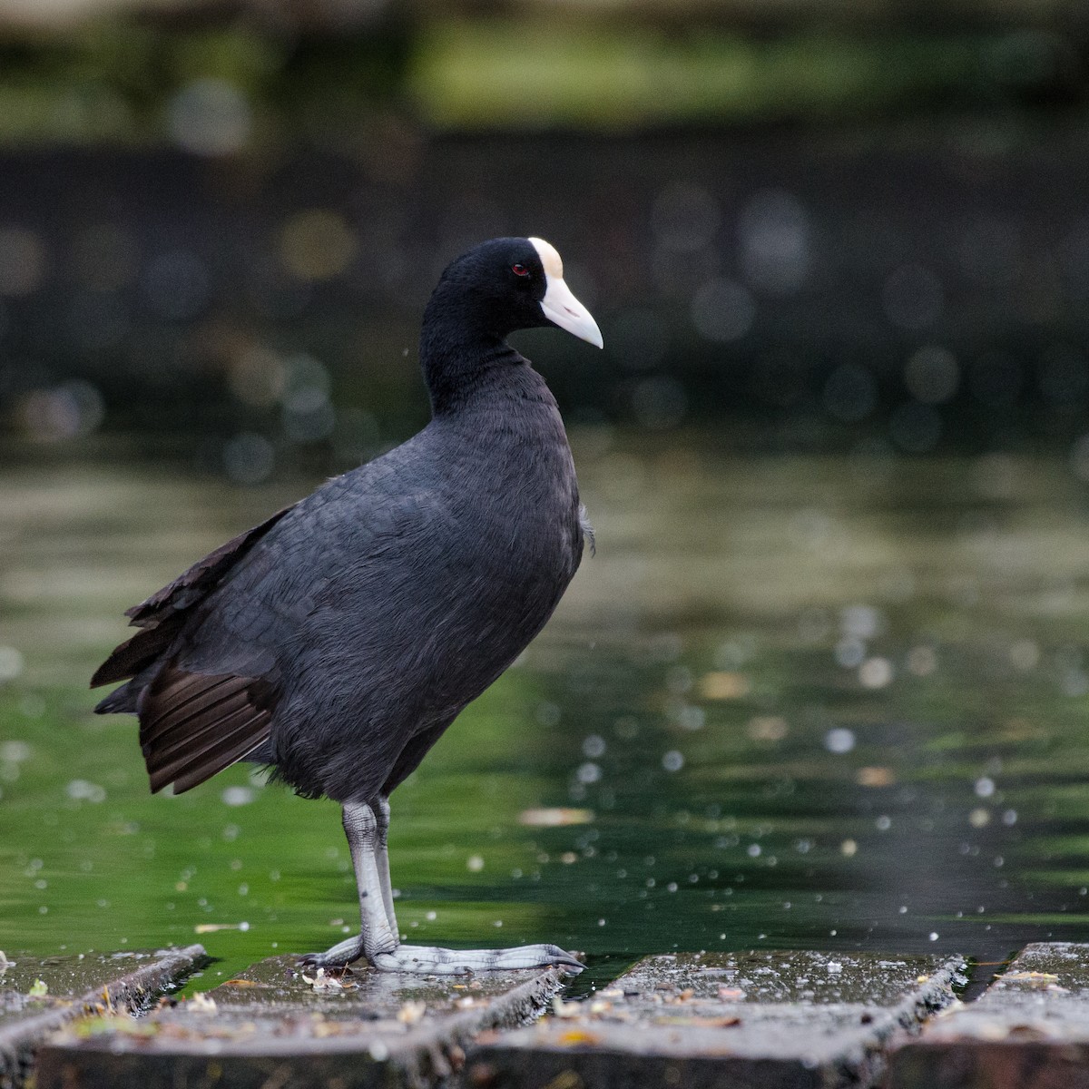 Hawaiian Coot - ML466989701