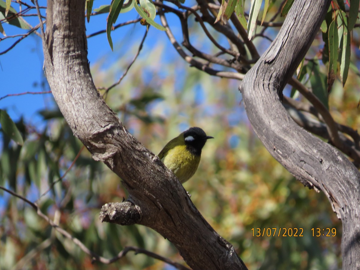 White-eared Honeyeater - ML466991311