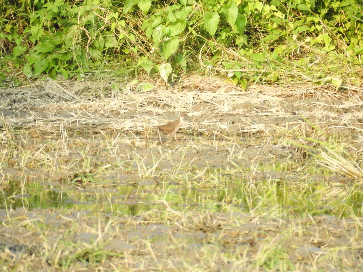 Ruddy-breasted Crake - ML466991971