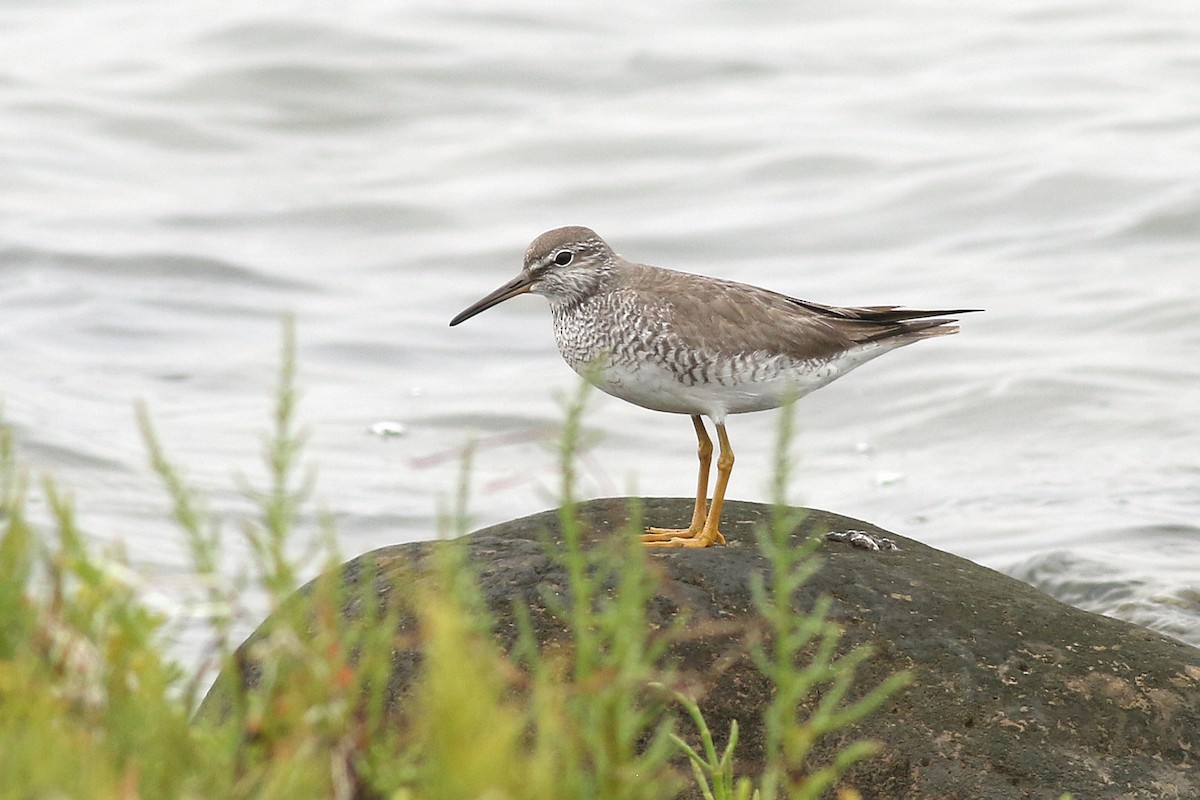 Grauschwanz-Wasserläufer - ML466991981