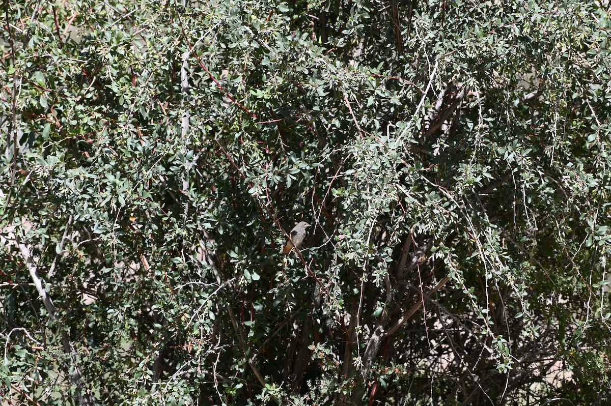 Black Redstart - ML466993171