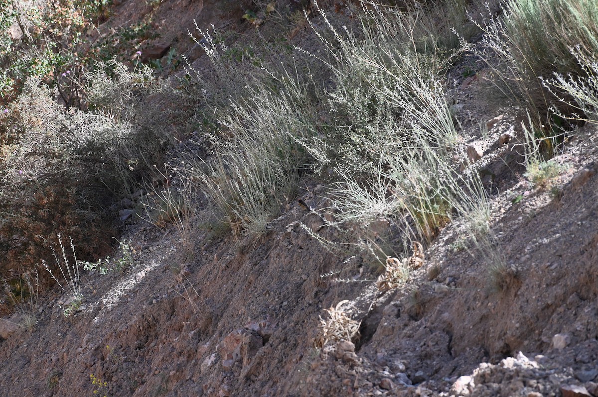 Fire-fronted Serin - ML466993181