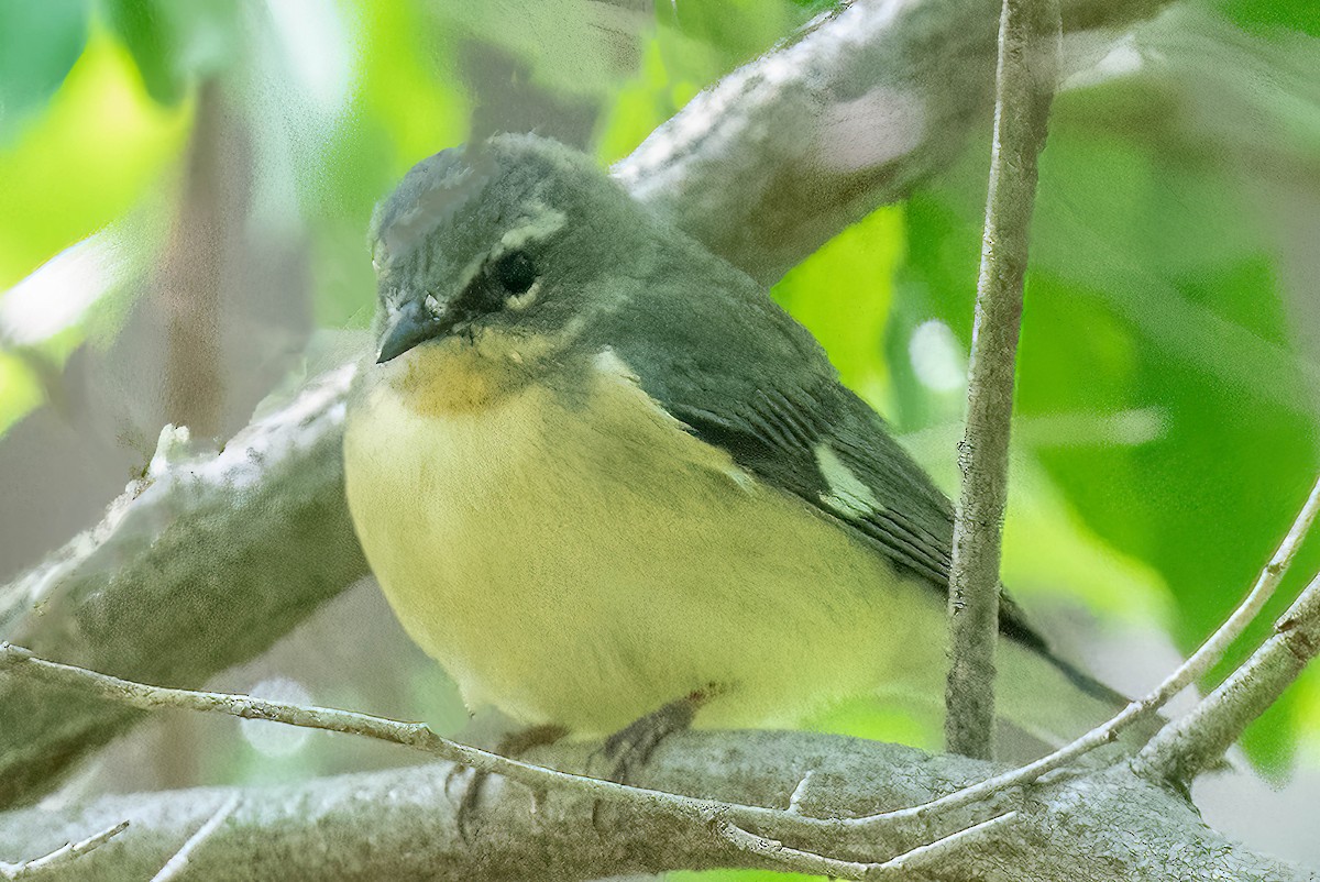 Black-throated Blue Warbler - ML466994991
