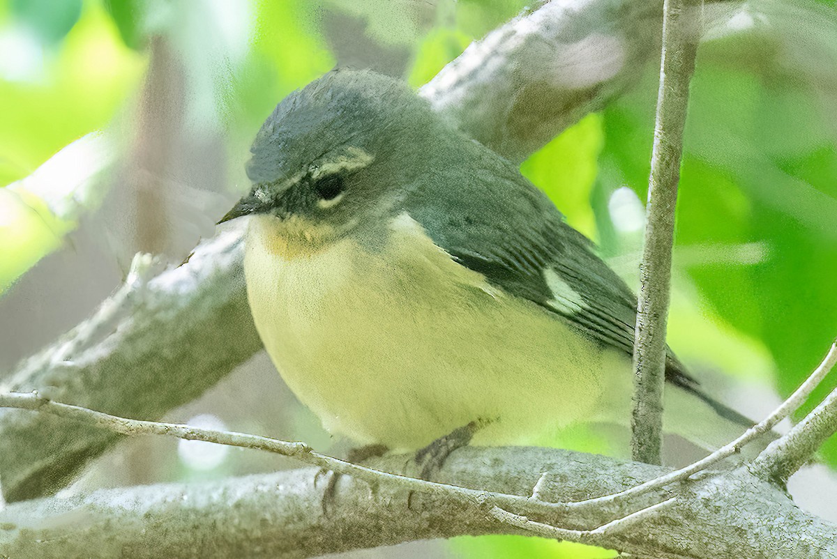 Black-throated Blue Warbler - ML466995001
