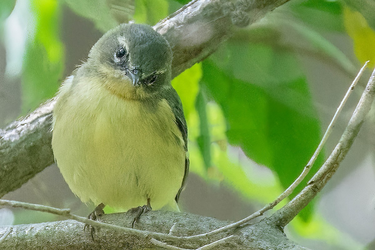 Black-throated Blue Warbler - ML466995011