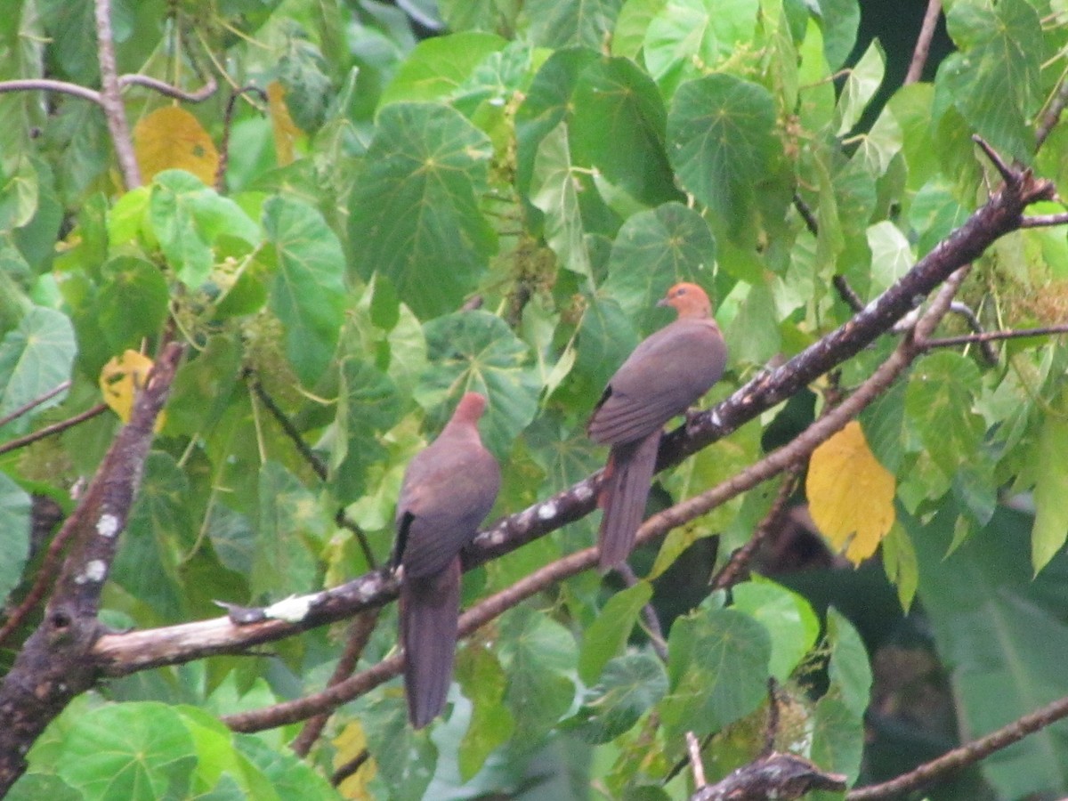 Philippine Cuckoo-Dove - ML466995991