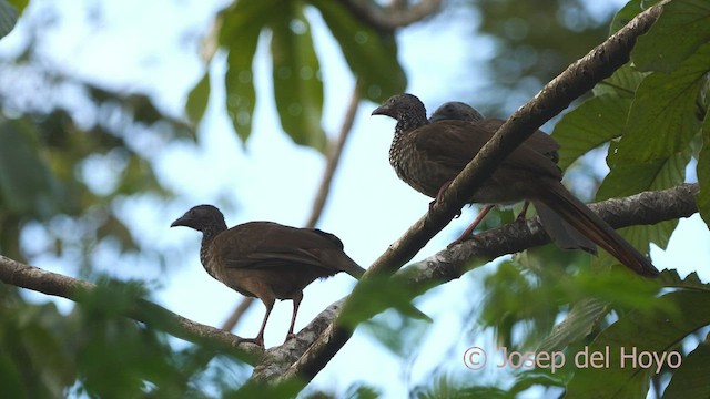 Speckled Chachalaca (Speckled) - ML466996061