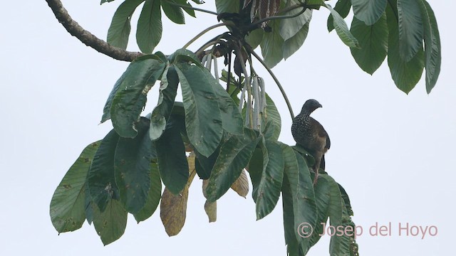 Chachalaca Moteada (guttata/subaffinis) - ML466996081