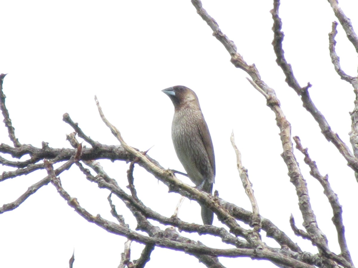 Scaly-breasted Munia - ML466996251