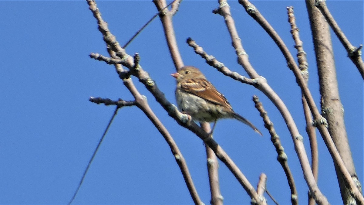 Field Sparrow - ML466996851