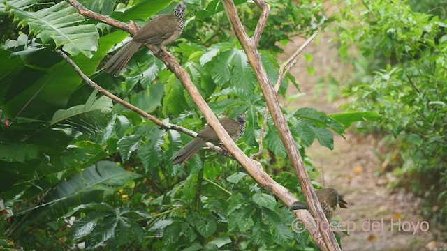 Speckled Chachalaca (Speckled) - ML466997091