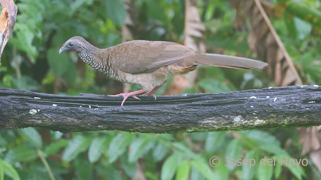 Speckled Chachalaca (Speckled) - ML466997411
