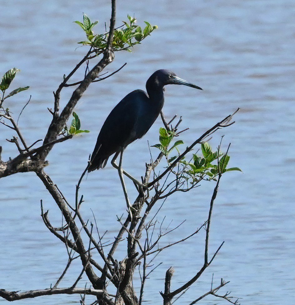 Little Blue Heron - ML466998781