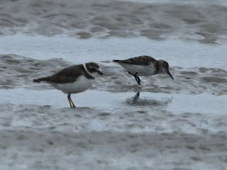 Western Sandpiper - ML466999411