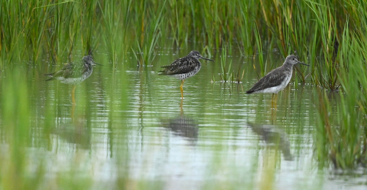 Greater Yellowlegs - ML466999481