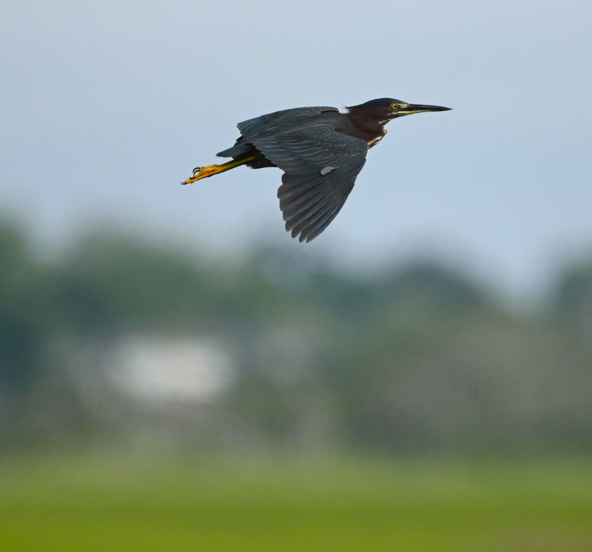 Green Heron - Ann Stinely