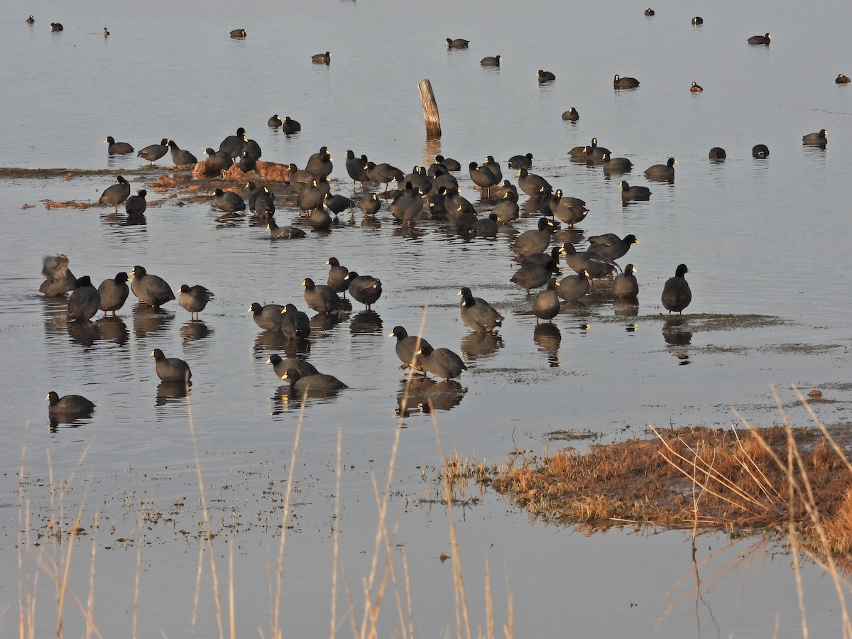 Red-gartered Coot - Hugo Valderrey