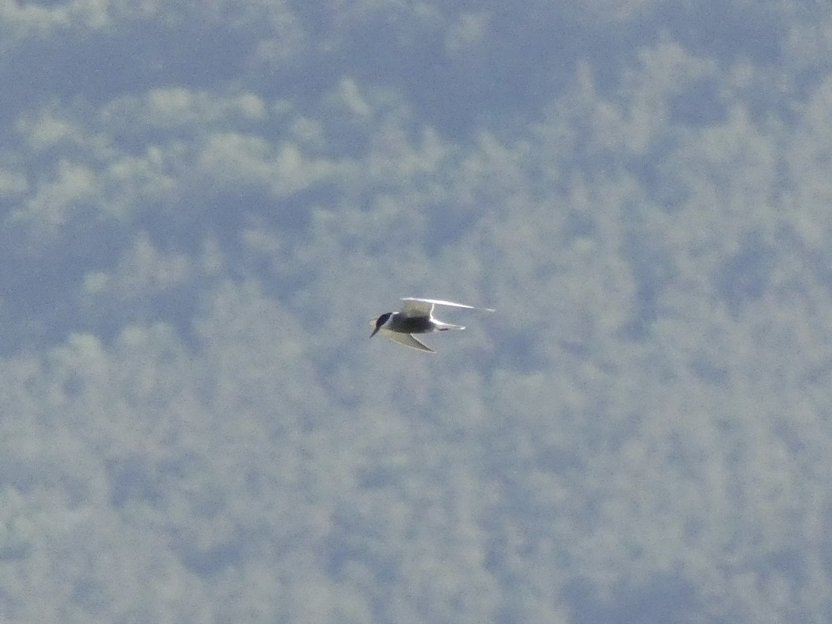 Whiskered Tern - ML467000251